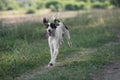 Kyrgyzian Sight hound Taigan dog running on the grass Royalty Free Stock Photo