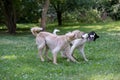 Kyrgyzian Sight hound Taigan dog running on the grass.