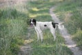 Kyrgyzian Sight hound Taigan dog sitting on the green grass Royalty Free Stock Photo