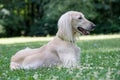 Kyrgyzian Sight hound Taigan dog sitting on the green grass. Royalty Free Stock Photo