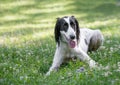 Kyrgyzian Sight hound Taigan dog sitting on the green grass. Royalty Free Stock Photo