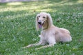 Kyrgyzian Sight hound Taigan dog sitting on the green grass Royalty Free Stock Photo