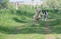 Kyrgyzian Sight hound Taigan running on the grass.