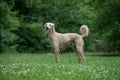 Kyrgyzian Sight hound Taigan sitting on the green grass