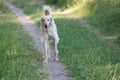 Kyrgyzian Sight hound Taigan sitting on the green grass Royalty Free Stock Photo