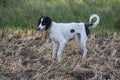 Kyrgyzian Sight hound Taigan sitting on the green grass. Royalty Free Stock Photo