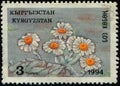 Stamp 3 Kyrgyzstani tyiyn printed in Kyrgyzstan shows Chrysanthemum leontopodium, High-mountain Flowers Royalty Free Stock Photo