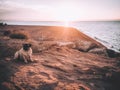 Pug in the sunset