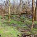 Kyte River Floodplain Forest Illinois