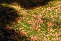 Kyu-Furukawa Gardens in autumn in Tokyo