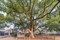 Gigantic twins camphor trees on the ground of Isahaya Shrine designated as a natural monument by Nagasaki.