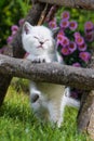 Brisith shorthair kitten in a meadow Royalty Free Stock Photo