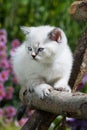 Brisith shorthair kitten in a meadow Royalty Free Stock Photo