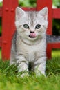 Brisith shorthair kitten in a meadow Royalty Free Stock Photo