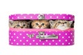 Three british shorthair kitten in a pink suitcase