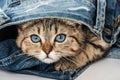 Brown tabby kitten looks out of a jeans Royalty Free Stock Photo