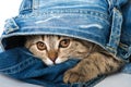 Brown tabby kitten looks out of a jeans Royalty Free Stock Photo