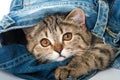 Brown tabby kitten looks out of a jeans Royalty Free Stock Photo