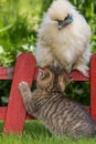 Brisith shorthair kitten and a chicken Royalty Free Stock Photo