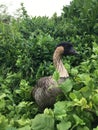 KÃÂ«lauea Point National Wildlife Refuge on Kauai Island in Hawaii. Royalty Free Stock Photo