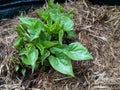 KÃÂ«mara, New Zealand sweet potato, leaves sprouting. Royalty Free Stock Photo