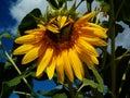 L`amour des abeilles pour les tournesols/ Love story between a bee and a sunflower Royalty Free Stock Photo