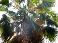 Palm tree with sunlight seeping through