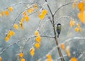 L bird sitting in the late autumn in the Park on a branch of a b