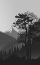 black and white Forest woods jungle portrait silhouette landscape mountain scenary wallpaper