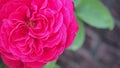 L.D. Braithwaite rose in crimson Color.At hokkaido japan
