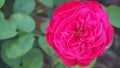 L.D. Braithwaite rose in crimson Color
