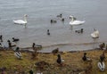 L A flock of ducks and a family of swans on the river bank