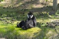 L`Hoest`s monkey, Allochrocebus lhoesti, mountain monkey or meercat sitting on grass Royalty Free Stock Photo