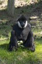 L`Hoest`s monkey, Allochrocebus lhoesti, mountain monkey or meercat sitting on grass Royalty Free Stock Photo