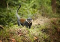 L`Hoest`s monkey, Allochrocebus lhoesti, mountain monkey among leaves in Bwindi Impenetrable Forest, Uganda Royalty Free Stock Photo