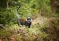 L`Hoest`s monkey, Allochrocebus lhoesti, mountain monkey among leaves in Bwindi Impenetrable Forest, Uganda