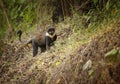 L`Hoest`s monkey, Allochrocebus lhoesti, mountain monkey among leaves in Bwindi Impenetrable Forest, Uganda Royalty Free Stock Photo