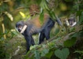 L`Hoest`s monkey, Allochrocebus lhoesti, two mountain monkeys in Bwindi Impenetrable Forest. Uganda. Royalty Free Stock Photo