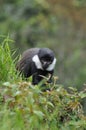 L'Hoest's Monkey (Cercopithecus lhoesti)