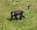 L`Hoest`s monkey, Cercopithecus lhoesti