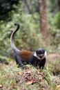 L`Hoest`s monkey Cercopithecus lhoesti standing on the grass hill in the jungle. Rarity monkey on the ground in the rainforest