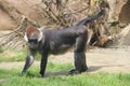 L`Hoest`s Monkey at Colchester Zoo