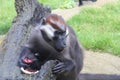 L`Hoest`s Monkey at Colchester Zoo