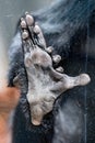 L'hoest's monkey foot detail on window Royalty Free Stock Photo