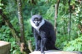 L'Hoests monkey Rwanda Royalty Free Stock Photo