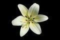 L.A. Hybrid Lilie `Courier` large white-lime flower on