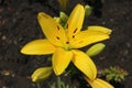 L.A. Hybrid Lilie `Serrada` large sunny yellow flower and buds Royalty Free Stock Photo