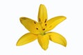L.A. Hybrid Lilie `Serrada` large sunny yellow flower Royalty Free Stock Photo