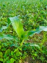 Maize green leaf of a plant or flower with water drops from the rain. Pure nature close up. Royalty Free Stock Photo