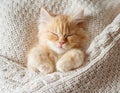 Peaceful orange red tabby cat male kitten curled up sleeping. White background Royalty Free Stock Photo